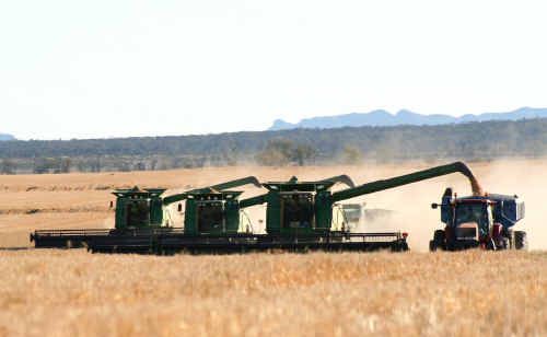 Wheat harvest in progress on Shalimar in the Golden Triangle south of Emerald. Wheat harvest in progress on Shalimar in the Golden Triangle south of Emerald.